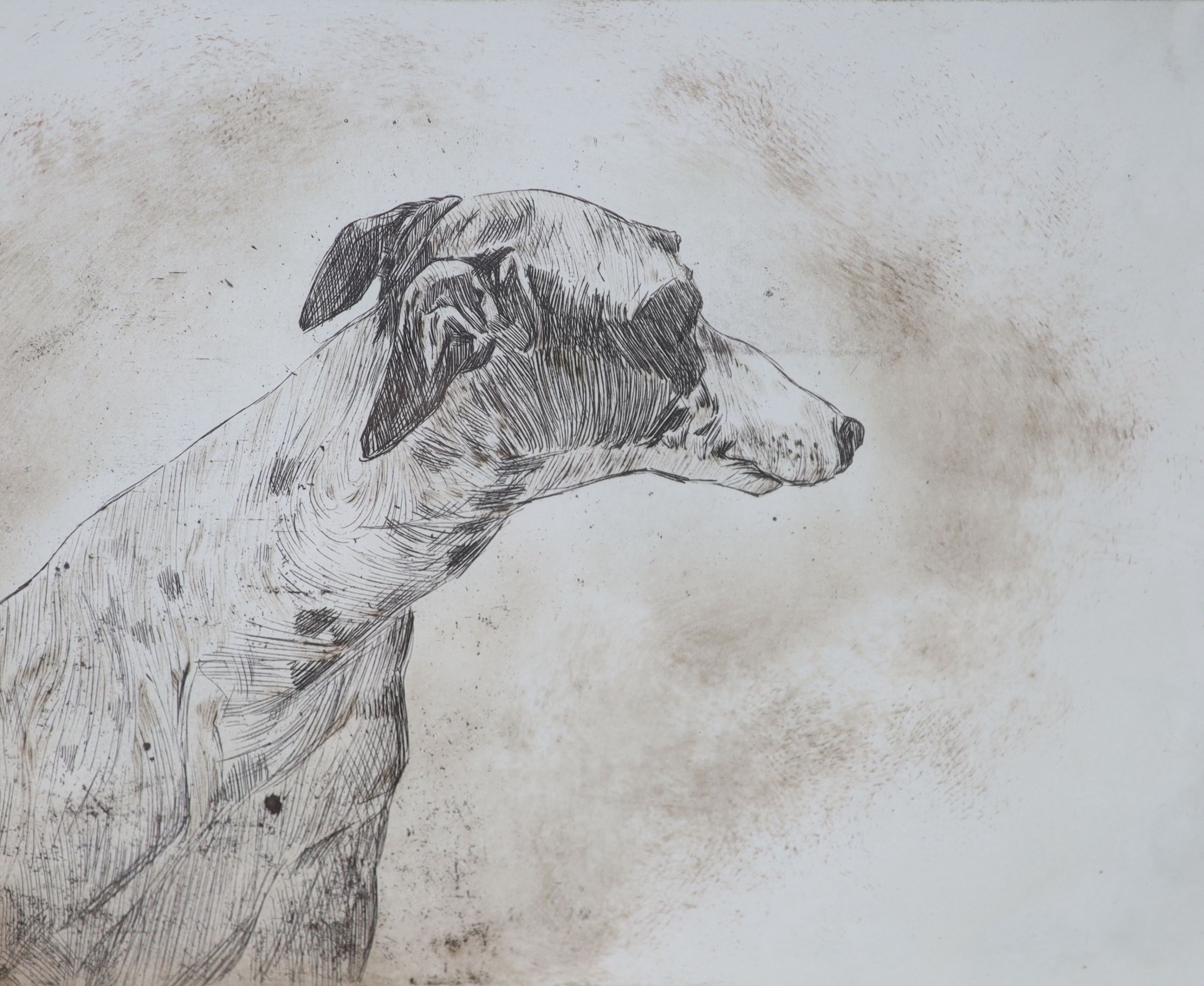 Modern British, etching, Study of a whippet's head, indistinctly signed and numbered 6/10, 20 x 25cm